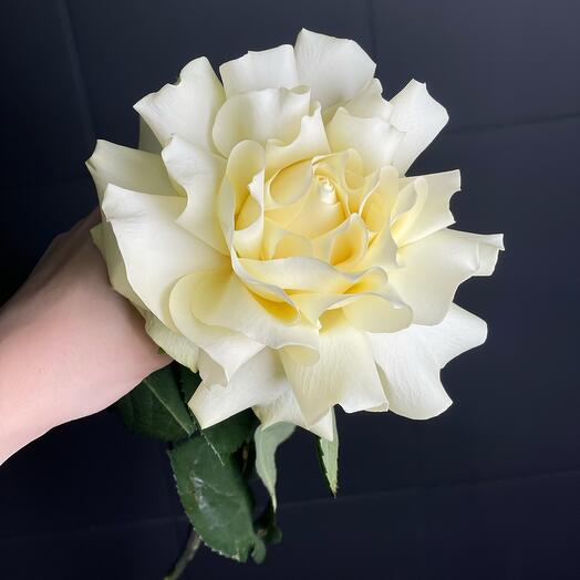 French Rose