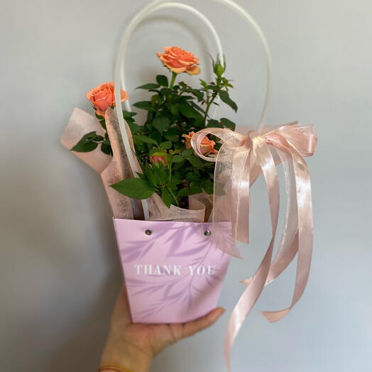 Комнатное растение роза1