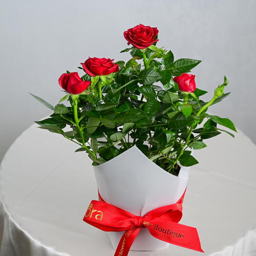 Red Rose in a Pot