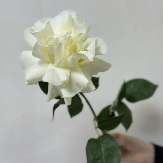 Ажурная роза Мондиаль