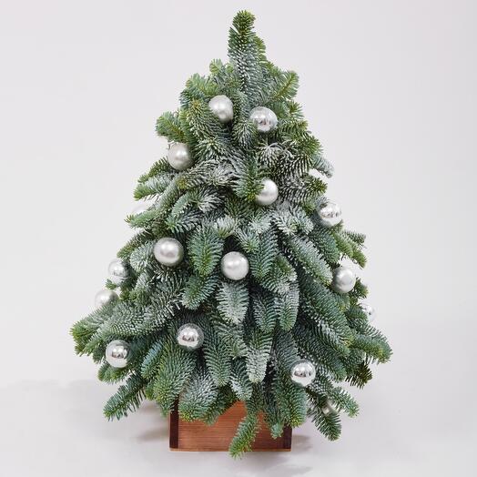 Елка живая новогодняя из датской ели. Букет F222 Цветы Столицы