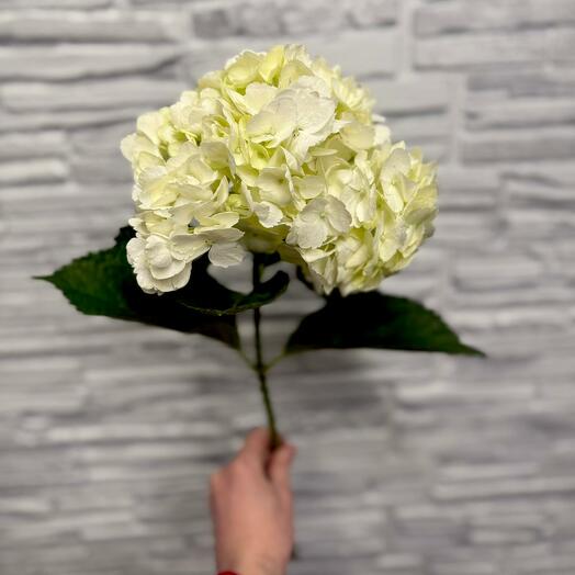 Гортензия 1шт 45см