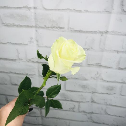 Роза белая