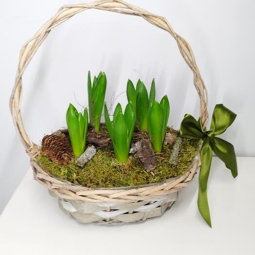 Гиацинты в корзине