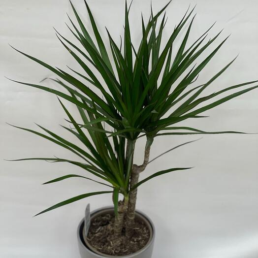 Dracaena Mahoganara double-barreled palm tree