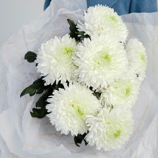 Monobucket of 7 white chrysanthemums "Light in the window MAX"