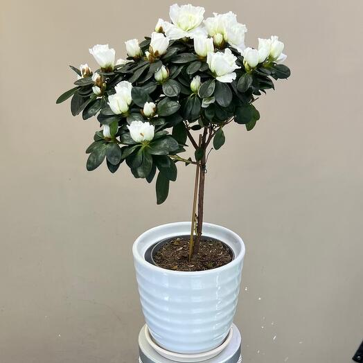 Азалия на штамбе белая