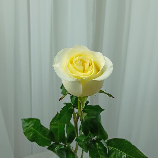 Роза Candlelight 50 см