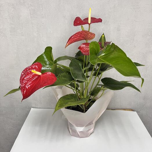 Комнатное растение Антуриум