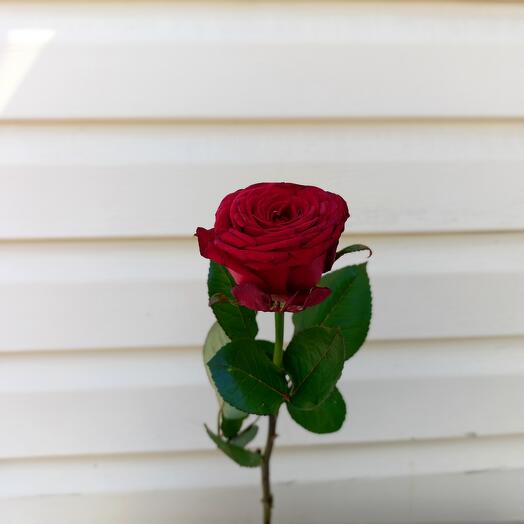 Rosa roja