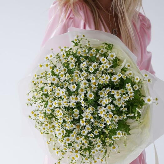 Camomilas Ensolaradas