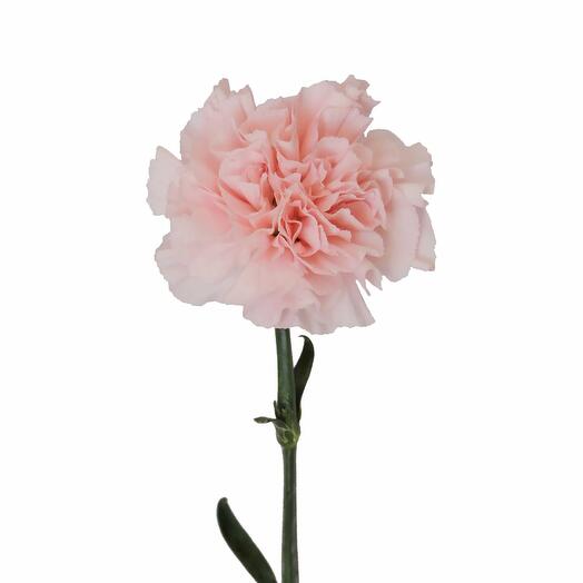 Carnation pink