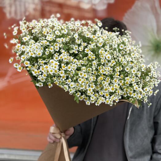 Ромашка полевая , огромный букет