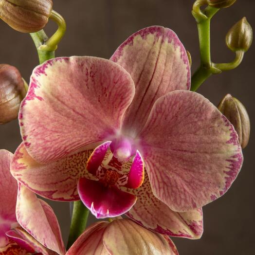 Орхидея Фаленопсис Пират Пикоти 2 ст