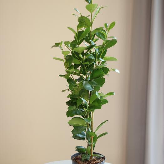 Фикус Моклайн