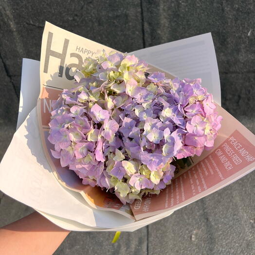 Mini Hortensia