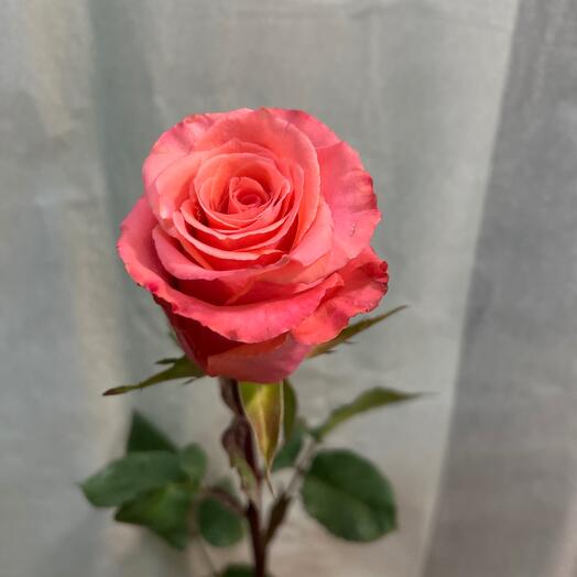 Роза Амстердам