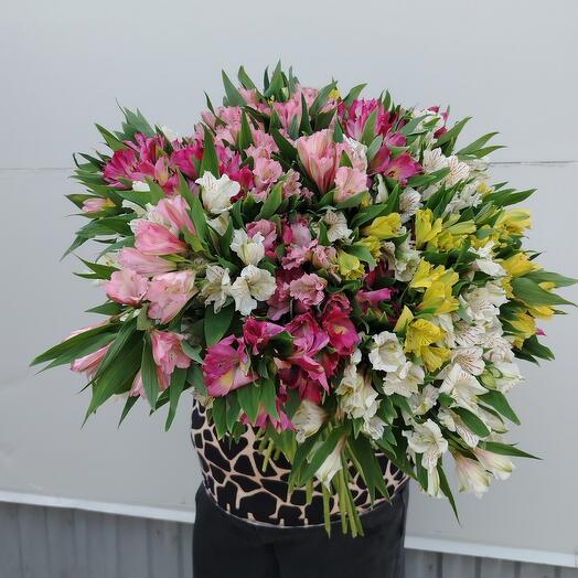 Микс Альстромерия 81