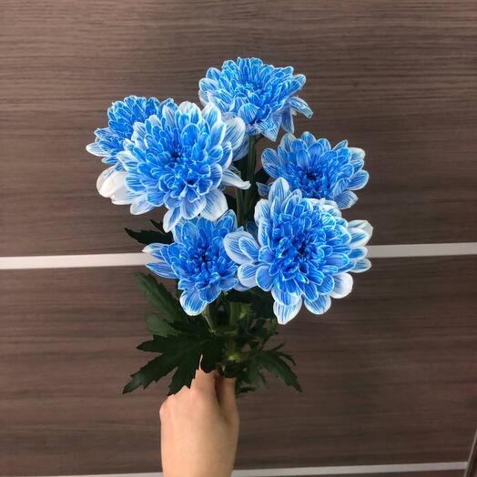 Хризантема кустовая синяя