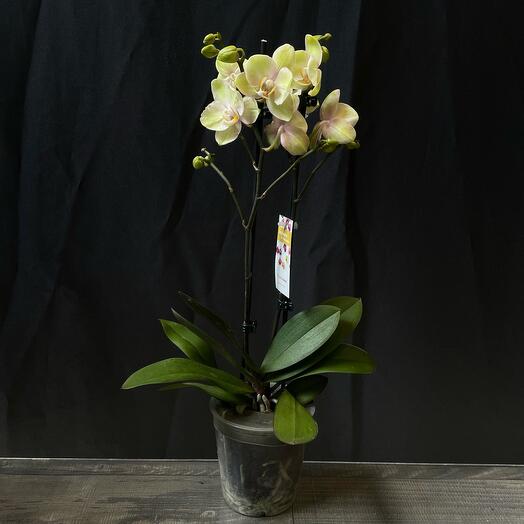 Phalaenopsis orchid light yellow