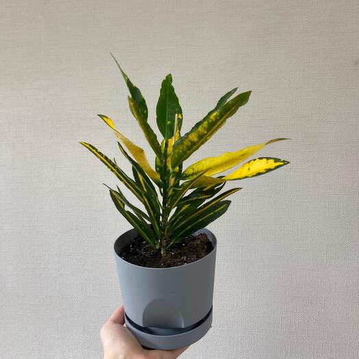 Комнатное растение «Кротон, Sunny Star»