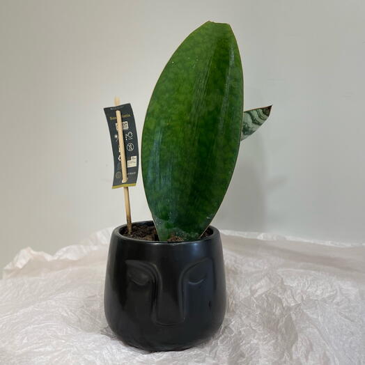 Сансевиерия Масониана