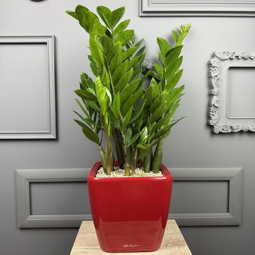 Замиокулькас в кашпо Lechuza D 21 Высота 65 см