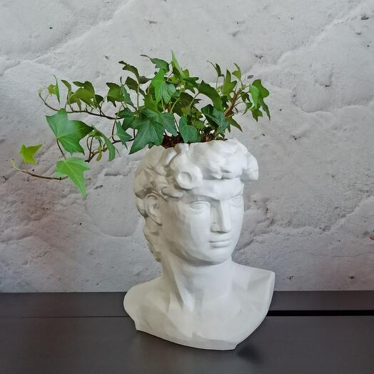 Sun Flower / Хедера плющ