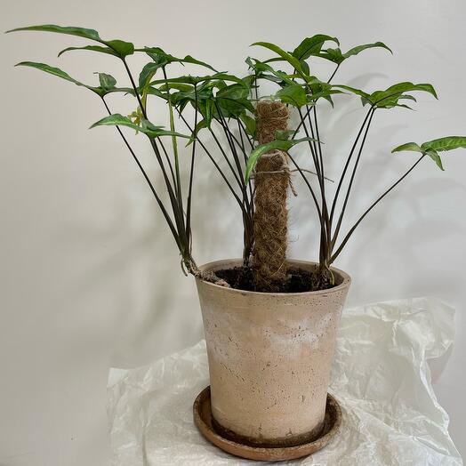 Aloe trasplantado en maceta de cerámica