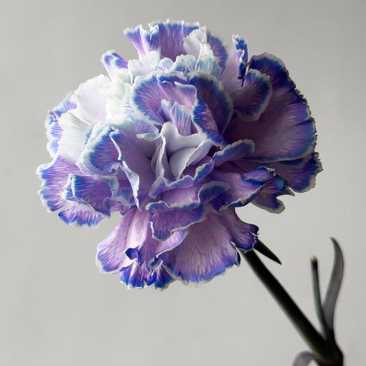 Гвоздика violet fantasy