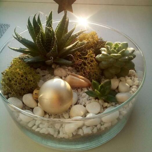 Новогодний флорариум