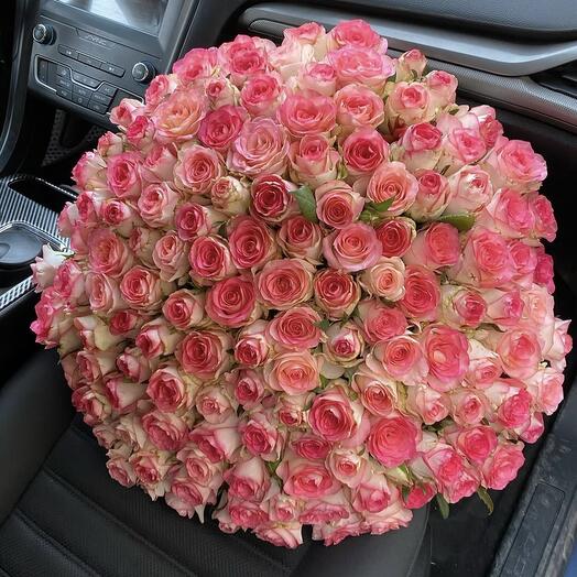 Rose Jumilia 100 pcs