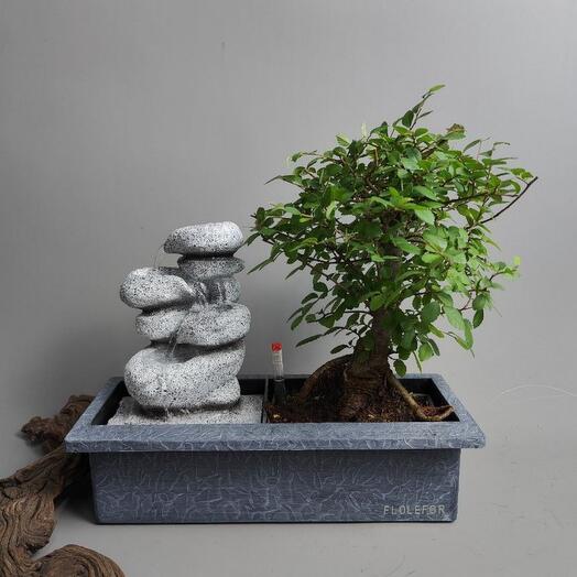 Дерево Зелкова бонсай в кашпо с автополивом и живым водопадом