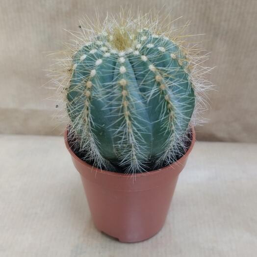 Mini Cactus