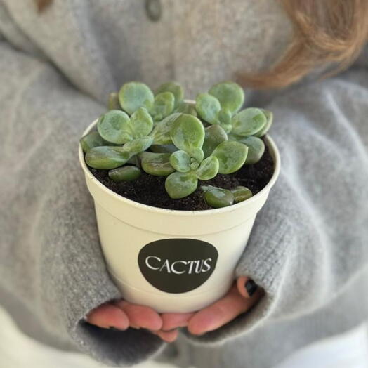 Авторское кашпо с суккулентами