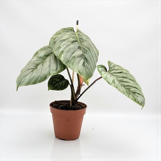 Philodendron sodiroi