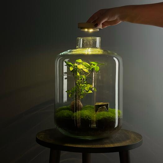Флорариум с подсветкой Bronko New