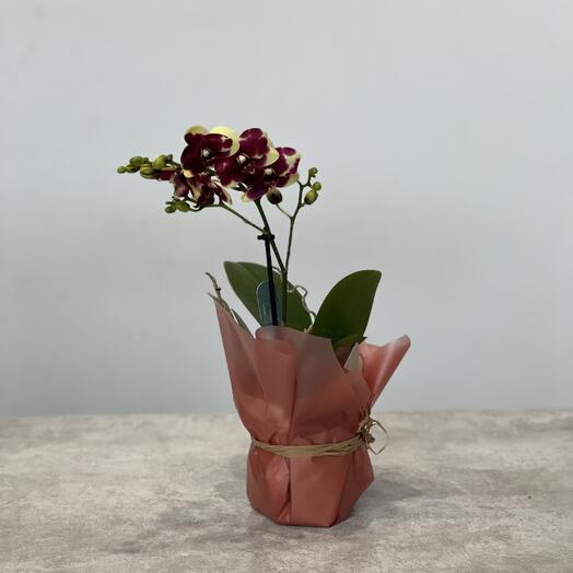 Фаленопсис мини в горшке