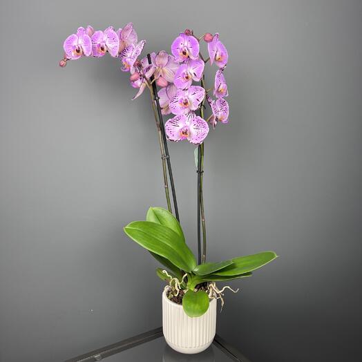 Орхидея фаленопсис мамуле в белой керамике, высота 75см
