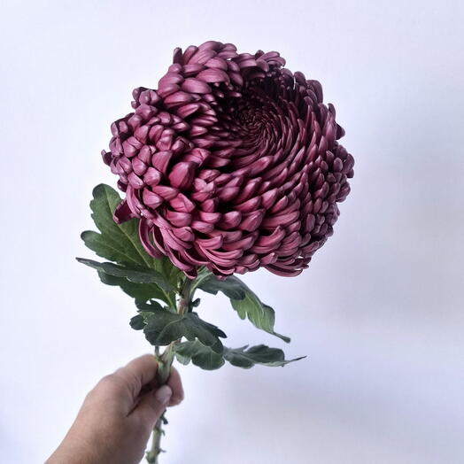 Хризантема Бигуди