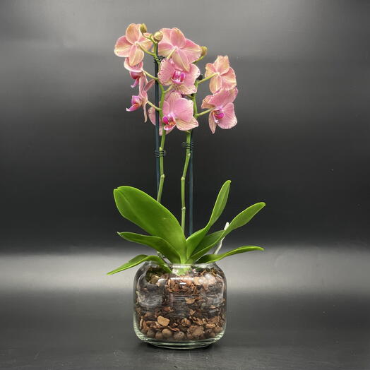 Орхидея фаленопсис 2ств в стеклянной вазе, райская пикотия