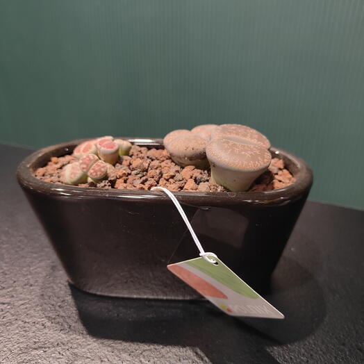 Литопсы в кашпо