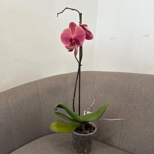 Phalaenopsis
