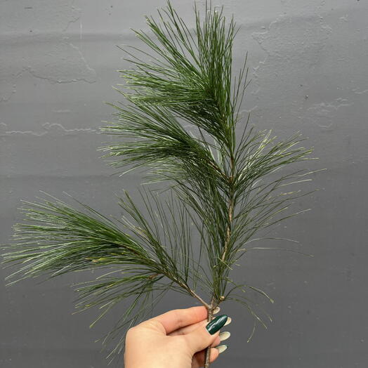 Сосна Ветка