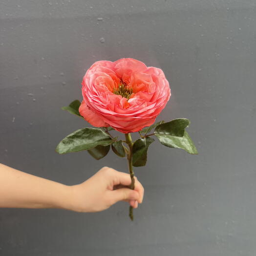 Роза Pink Expression