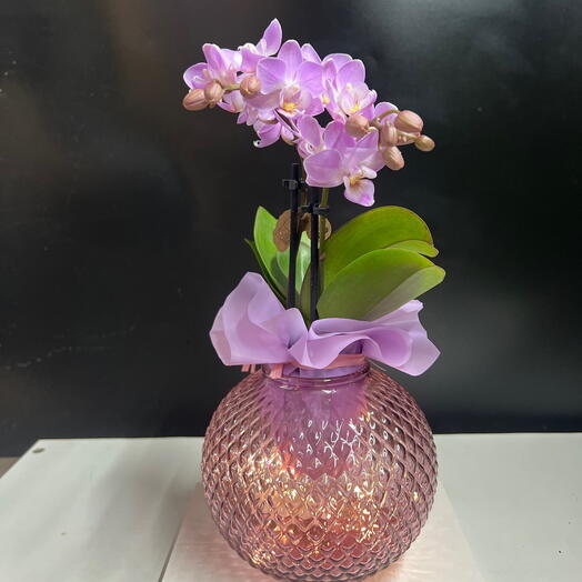 Мини фаленопсис в стеклянной вазе