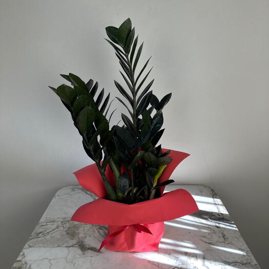 Замиокулькас черный