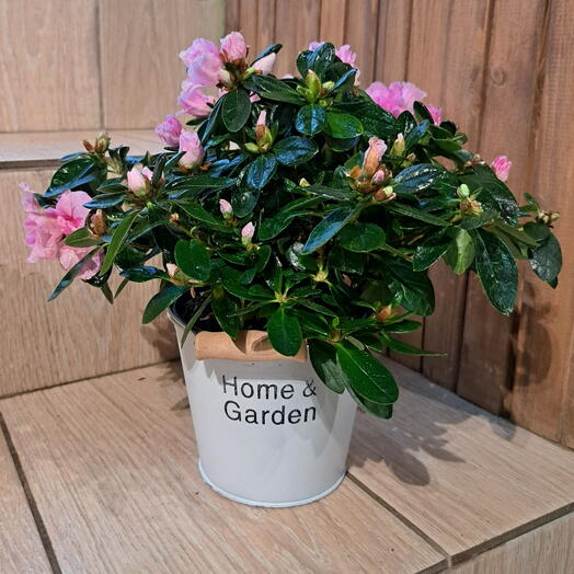 Азалия розовая в кашпо