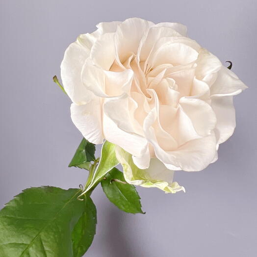 Пионовидная Роза белая, Коттон экспрешн, Эквадор