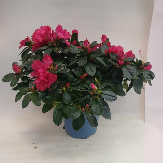 Азалия кустовая цвета фуксияя